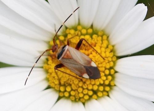 Réf. 235 034 : Adelphocoris vandalicus
